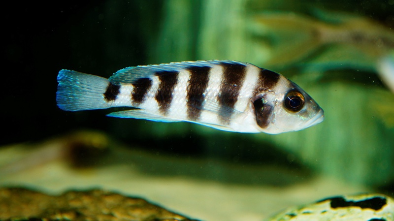 Neolamprologus sexfasciatus 'Chituta Bay'